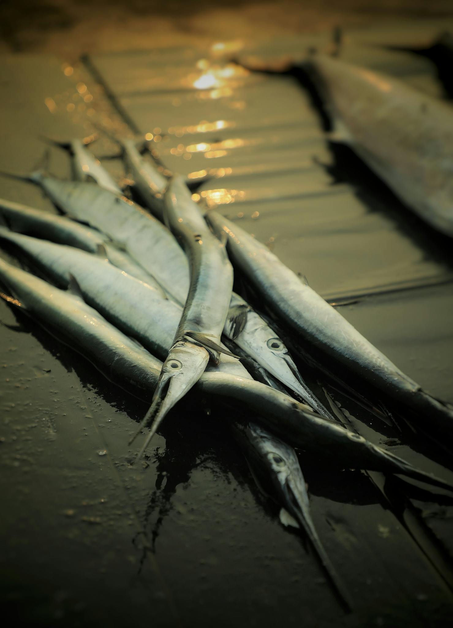 Close-up of freshly caught elongated fish displayed on a wet market floor, reflecting light.